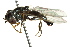  ( - CNC DIPTERA 162596)  @13 [ ] CreativeCommons - Attribution (2012) CNC/CBG Photography Group Centre for Biodiversity Genomics