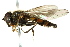  ( - CNC DIPTERA 162614)  @14 [ ] CreativeCommons - Attribution (2012) CNC/CBG Photography Group Centre for Biodiversity Genomics