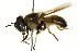  (Callicera fagesi - CNC DIPTERA 162628)  @14 [ ] CreativeCommons - Attribution (2012) CNC/CBG Photography Group Centre for Biodiversity Genomics