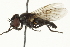  ( - CNC DIPTERA 162643)  @11 [ ] CreativeCommons - Attribution (2012) CNC/CBG Photography Group Centre for Biodiversity Genomics