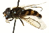  ( - CNC DIPTERA 162650)  @11 [ ] CreativeCommons - Attribution (2012) CNC/CBG Photography Group Centre for Biodiversity Genomics