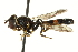  ( - CNC DIPTERA 162666)  @11 [ ] CreativeCommons - Attribution (2012) CNC/CBG Photography Group Centre for Biodiversity Genomics