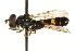  ( - CNC DIPTERA 162667)  @11 [ ] CreativeCommons - Attribution (2012) CNC/CBG Photography Group Centre for Biodiversity Genomics