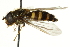  ( - CNC DIPTERA 162668)  @11 [ ] CreativeCommons - Attribution (2012) CNC/CBG Photography Group Centre for Biodiversity Genomics