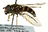  ( - CNC DIPTERA 162669)  @13 [ ] CreativeCommons - Attribution (2012) CNC/CBG Photography Group Centre for Biodiversity Genomics