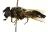  ( - CNC DIPTERA 162675)  @13 [ ] CreativeCommons - Attribution (2012) CNC/CBG Photography Group Centre for Biodiversity Genomics