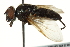  ( - CNC DIPTERA 162679)  @11 [ ] CreativeCommons - Attribution (2012) CNC/CBG Photography Group Centre for Biodiversity Genomics