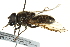  ( - CNC DIPTERA 162694)  @12 [ ] CreativeCommons - Attribution (2012) CNC/CBG Photography Group Centre for Biodiversity Genomics
