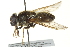  ( - CNC DIPTERA 162695)  @13 [ ] CreativeCommons - Attribution (2012) CNC/CBG Photography Group Centre for Biodiversity Genomics