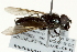  ( - CNC DIPTERA 162696)  @11 [ ] CreativeCommons - Attribution (2012) CNC/CBG Photography Group Centre for Biodiversity Genomics