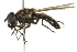  ( - CNC DIPTERA 162697)  @11 [ ] CreativeCommons - Attribution (2012) CNC/CBG Photography Group Centre for Biodiversity Genomics