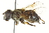  (Eristalis pseudorupium - CNC DIPTERA 162705)  @13 [ ] CreativeCommons - Attribution (2012) CNC/CBG Photography Group Centre for Biodiversity Genomics