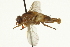  ( - CNC DIPTERA 162721)  @11 [ ] CreativeCommons - Attribution (2012) CNC/CBG Photography Group Centre for Biodiversity Genomics