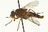  ( - CNC DIPTERA 162722)  @11 [ ] CreativeCommons - Attribution (2012) CNC/CBG Photography Group Centre for Biodiversity Genomics