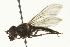  ( - CNC DIPTERA 162723)  @12 [ ] CreativeCommons - Attribution (2012) CNC/CBG Photography Group Centre for Biodiversity Genomics