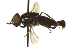  ( - CNC DIPTERA 162724)  @11 [ ] CreativeCommons - Attribution (2012) CNC/CBG Photography Group Centre for Biodiversity Genomics