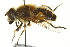  ( - CNC DIPTERA 162731)  @14 [ ] CreativeCommons - Attribution (2012) CNC/CBG Photography Group Centre for Biodiversity Genomics