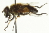 ( - CNC DIPTERA 162732)  @12 [ ] CreativeCommons - Attribution (2012) CNC/CBG Photography Group Centre for Biodiversity Genomics