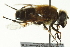  ( - CNC DIPTERA 162733)  @13 [ ] CreativeCommons - Attribution (2012) CNC/CBG Photography Group Centre for Biodiversity Genomics