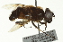  ( - CNC DIPTERA 162735)  @12 [ ] CreativeCommons - Attribution (2012) CNC/CBG Photography Group Centre for Biodiversity Genomics
