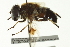  ( - CNC DIPTERA 162736)  @11 [ ] CreativeCommons - Attribution (2012) CNC/CBG Photography Group Centre for Biodiversity Genomics