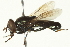  ( - CNC DIPTERA 162737)  @13 [ ] CreativeCommons - Attribution (2012) CNC/CBG Photography Group Centre for Biodiversity Genomics