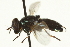  ( - CNC DIPTERA 162738)  @11 [ ] CreativeCommons - Attribution (2012) CNC/CBG Photography Group Centre for Biodiversity Genomics