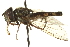  ( - CNC DIPTERA 162759)  @11 [ ] CreativeCommons - Attribution (2012) CNC/CBG Photography Group Centre for Biodiversity Genomics