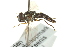  ( - CNC DIPTERA 162760)  @11 [ ] CreativeCommons - Attribution (2012) CNC/CBG Photography Group Centre for Biodiversity Genomics