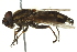  (Lejops vittatus - CNC DIPTERA 162763)  @13 [ ] CreativeCommons - Attribution (2012) CNC/CBG Photography Group Centre for Biodiversity Genomics