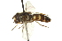  ( - CNC DIPTERA 162769)  @11 [ ] CreativeCommons - Attribution (2012) CNC/CBG Photography Group Centre for Biodiversity Genomics