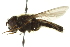  ( - CNC DIPTERA 162773)  @11 [ ] CreativeCommons - Attribution (2012) CNC/CBG Photography Group Centre for Biodiversity Genomics