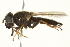  ( - CNC DIPTERA 162774)  @12 [ ] CreativeCommons - Attribution (2012) CNC/CBG Photography Group Centre for Biodiversity Genomics