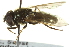  ( - CNC DIPTERA 162775)  @13 [ ] CreativeCommons - Attribution (2012) CNC/CBG Photography Group Centre for Biodiversity Genomics
