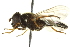  ( - CNC DIPTERA 162776)  @12 [ ] CreativeCommons - Attribution (2012) CNC/CBG Photography Group Centre for Biodiversity Genomics