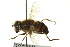  ( - CNC DIPTERA 162785)  @11 [ ] CreativeCommons - Attribution (2012) CNC/CBG Photography Group Centre for Biodiversity Genomics