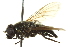  ( - CNC DIPTERA 162798)  @13 [ ] CreativeCommons - Attribution (2012) CNC/CBG Photography Group Centre for Biodiversity Genomics
