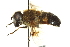  ( - CNC DIPTERA 162811)  @11 [ ] CreativeCommons - Attribution (2012) CNC/CBG Photography Group Centre for Biodiversity Genomics