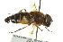  ( - CNC DIPTERA 162812)  @11 [ ] CreativeCommons - Attribution (2012) CNC/CBG Photography Group Centre for Biodiversity Genomics