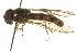  ( - CNC DIPTERA 162813)  @13 [ ] CreativeCommons - Attribution (2012) CNC/CBG Photography Group Centre for Biodiversity Genomics