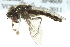  ( - CNC DIPTERA 162814)  @12 [ ] CreativeCommons - Attribution (2012) CNC/CBG Photography Group Centre for Biodiversity Genomics