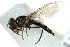  ( - CNC DIPTERA 162815)  @11 [ ] CreativeCommons - Attribution (2012) CNC/CBG Photography Group Centre for Biodiversity Genomics