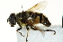  ( - CNC DIPTERA 162819)  @13 [ ] CreativeCommons - Attribution (2012) CNC/CBG Photography Group Centre for Biodiversity Genomics