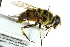  ( - CNC DIPTERA 162820)  @14 [ ] CreativeCommons - Attribution (2012) CNC/CBG Photography Group Centre for Biodiversity Genomics