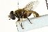  ( - CNC DIPTERA 162821)  @13 [ ] CreativeCommons - Attribution (2012) CNC/CBG Photography Group Centre for Biodiversity Genomics