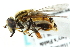 ( - CNC DIPTERA 162822)  @14 [ ] CreativeCommons - Attribution (2012) CNC/CBG Photography Group Centre for Biodiversity Genomics