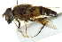  ( - CNC DIPTERA 162823)  @14 [ ] CreativeCommons - Attribution (2012) CNC/CBG Photography Group Centre for Biodiversity Genomics