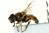  ( - CNC DIPTERA 162824)  @14 [ ] CreativeCommons - Attribution (2012) CNC/CBG Photography Group Centre for Biodiversity Genomics