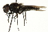  ( - CNC DIPTERA 162832)  @13 [ ] CreativeCommons - Attribution (2012) CNC/CBG Photography Group Centre for Biodiversity Genomics