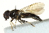  ( - CNC DIPTERA 162833)  @13 [ ] CreativeCommons - Attribution (2012) CNC/CBG Photography Group Centre for Biodiversity Genomics
